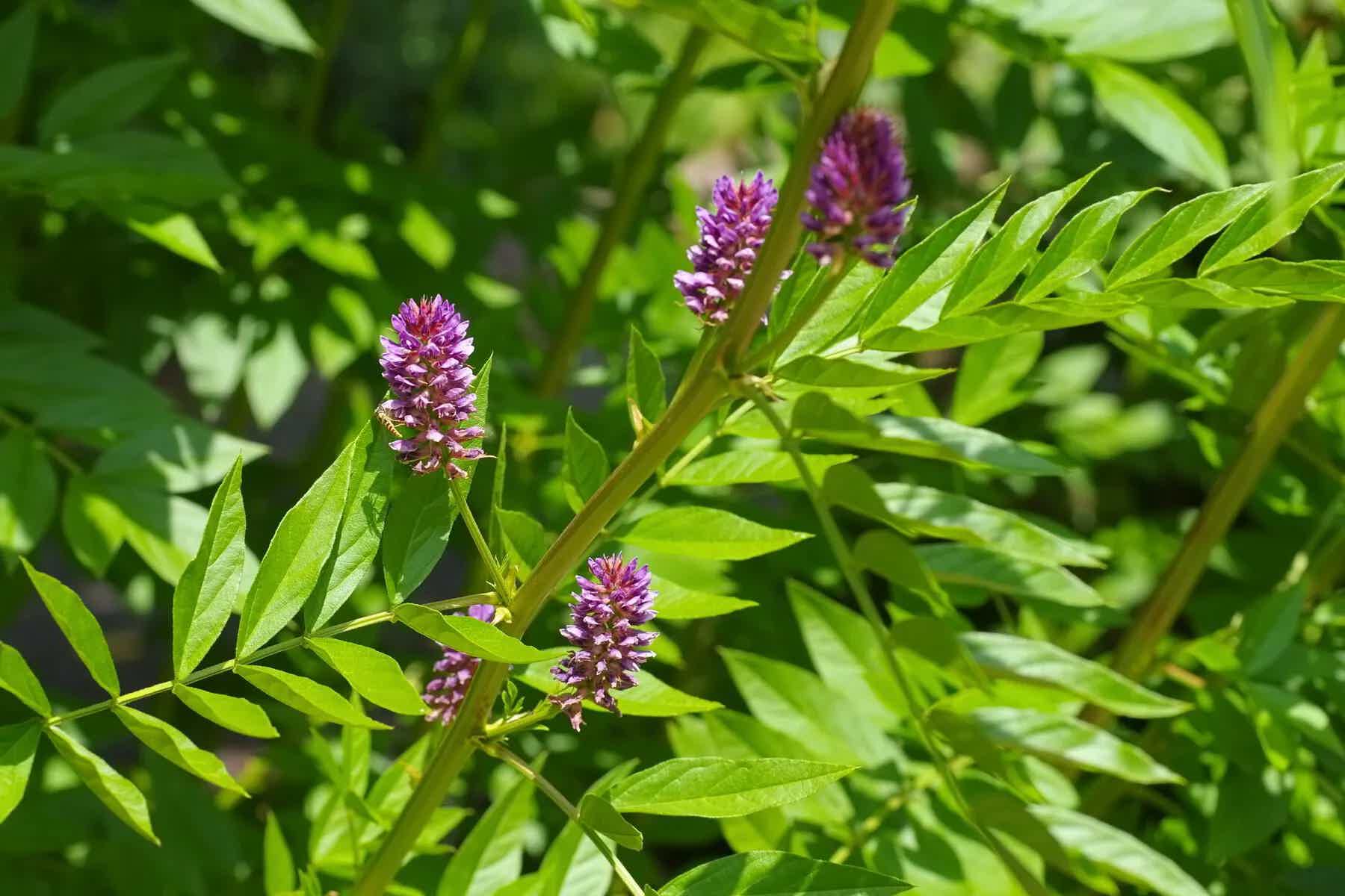 Is licorice (DGL) good for acid reflux?
