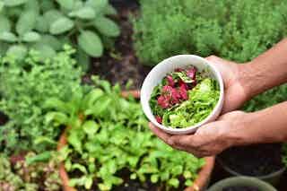 Connecting with Nature: Grow Herbs & Veggies