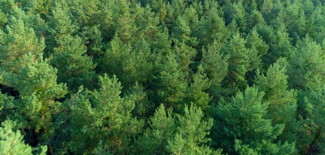 Aerial view of a dense pine forest.