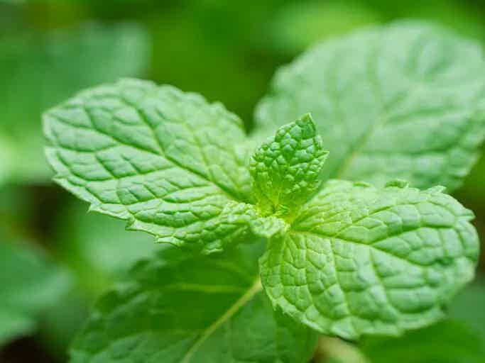 Peppermint Oil for Gut Health and Gas Relief: Should You Take It If You Have Gastritis?