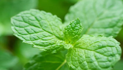 Peppermint Oil for Gut Health and Gas Relief: Should You Take It If You Have Gastritis?