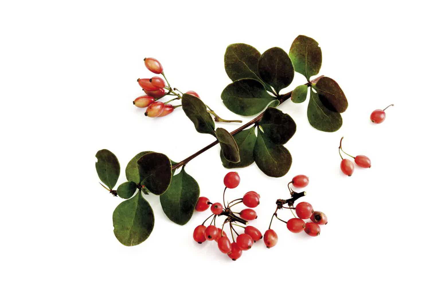Lower Blood Sugar and Cholesterol and Improve Heart Health with Berberine!
