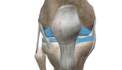 The 2 Types of Knee Strength Everyone Needs
