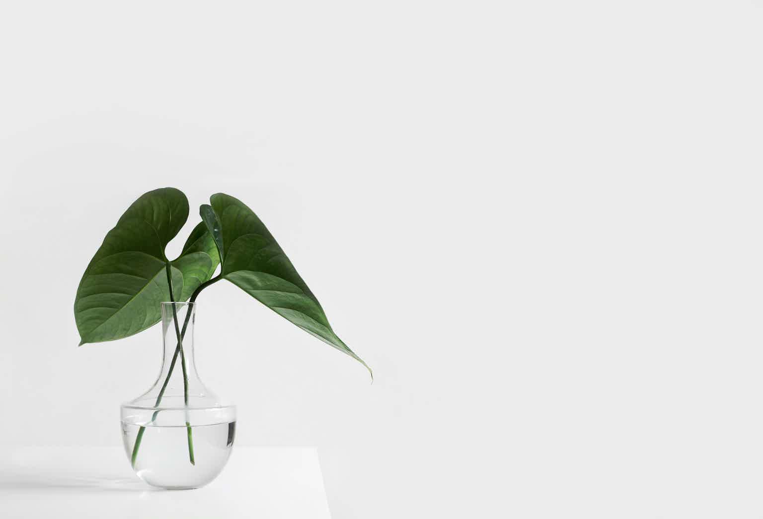 Clinical botanical medicine and diagnostics