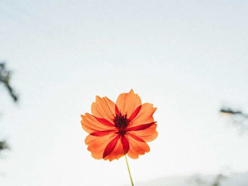 Providing Compassionate Care: Introducing The Acute Loss Visit | Clementine