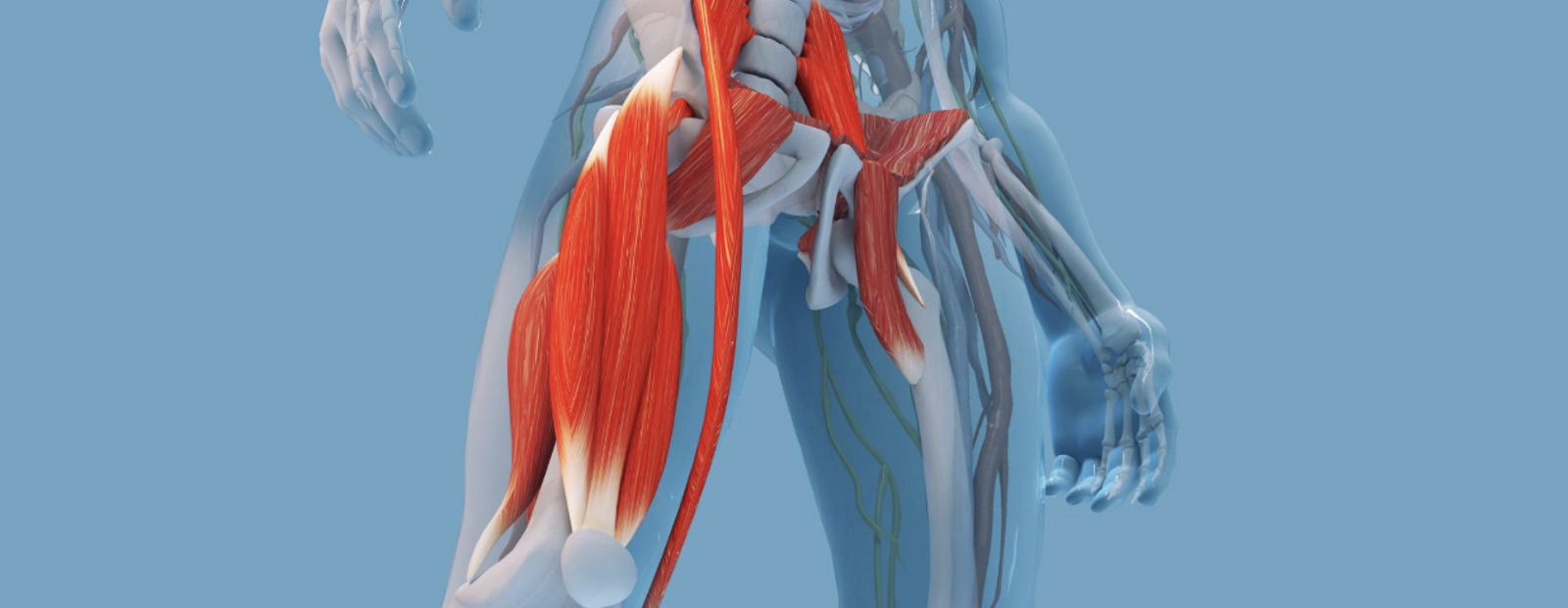 3D human leg anatomy highlighting muscles, especially the red hamstrings and thigh muscles against a blue background.