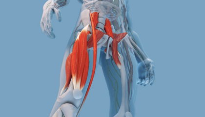 3D human leg anatomy highlighting muscles, especially the red hamstrings and thigh muscles against a blue background.