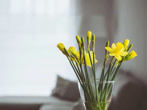 Yellow daffodils in a clear glass vase on a blurred couch background, soft natural light.