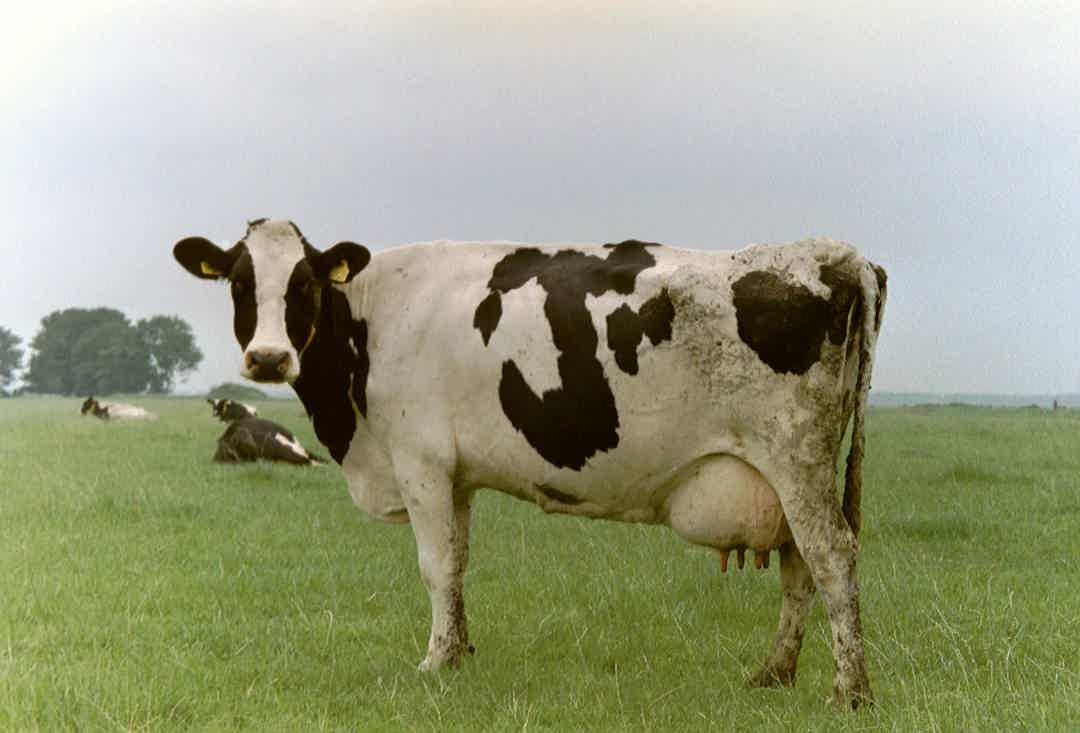 Lactose Intolerance or Something Else? Unpacking the Mystery of Dairy & IBS-D
