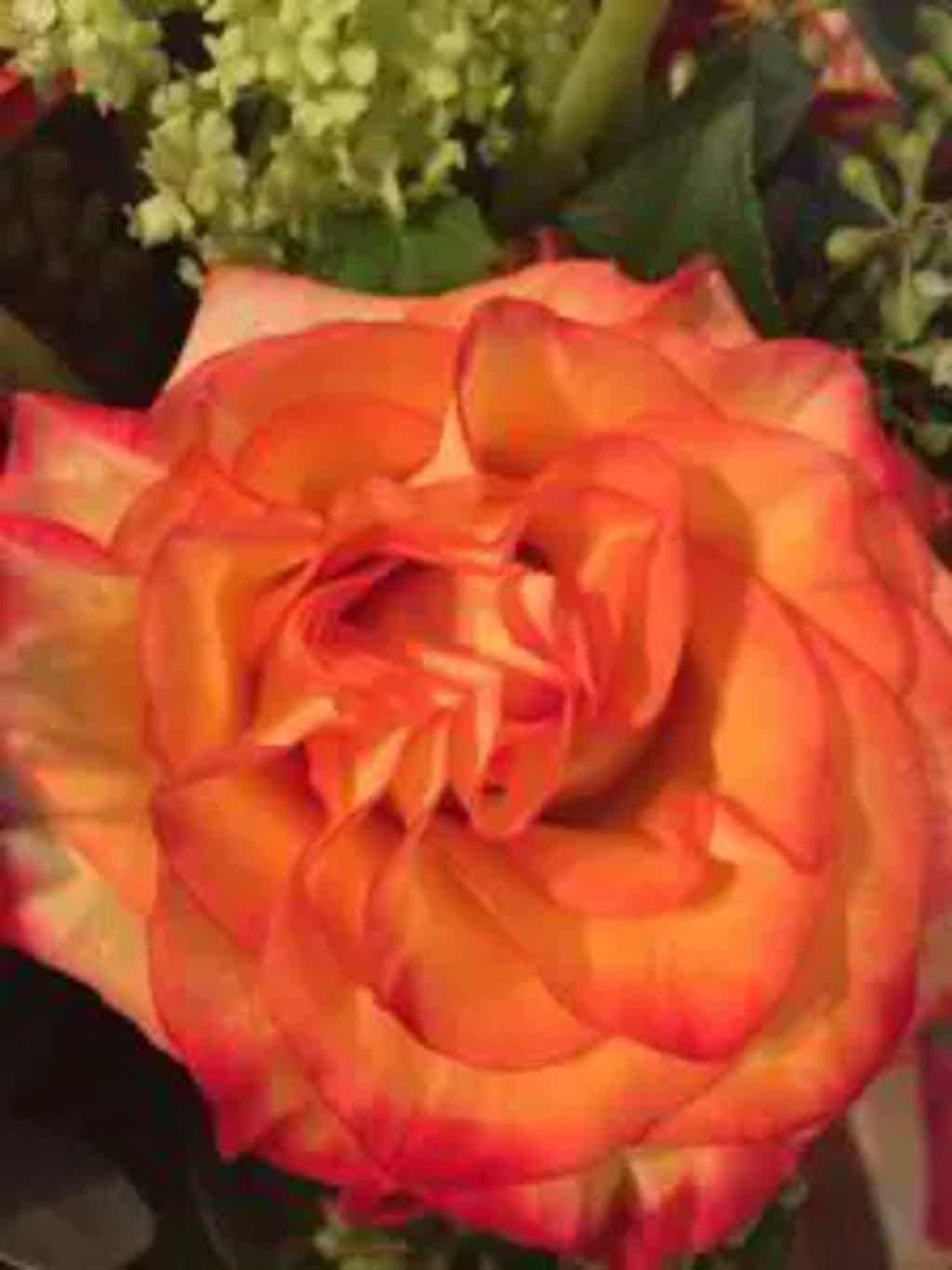 Close-up of a vibrant orange and yellow rose with soft-focus background greenery.