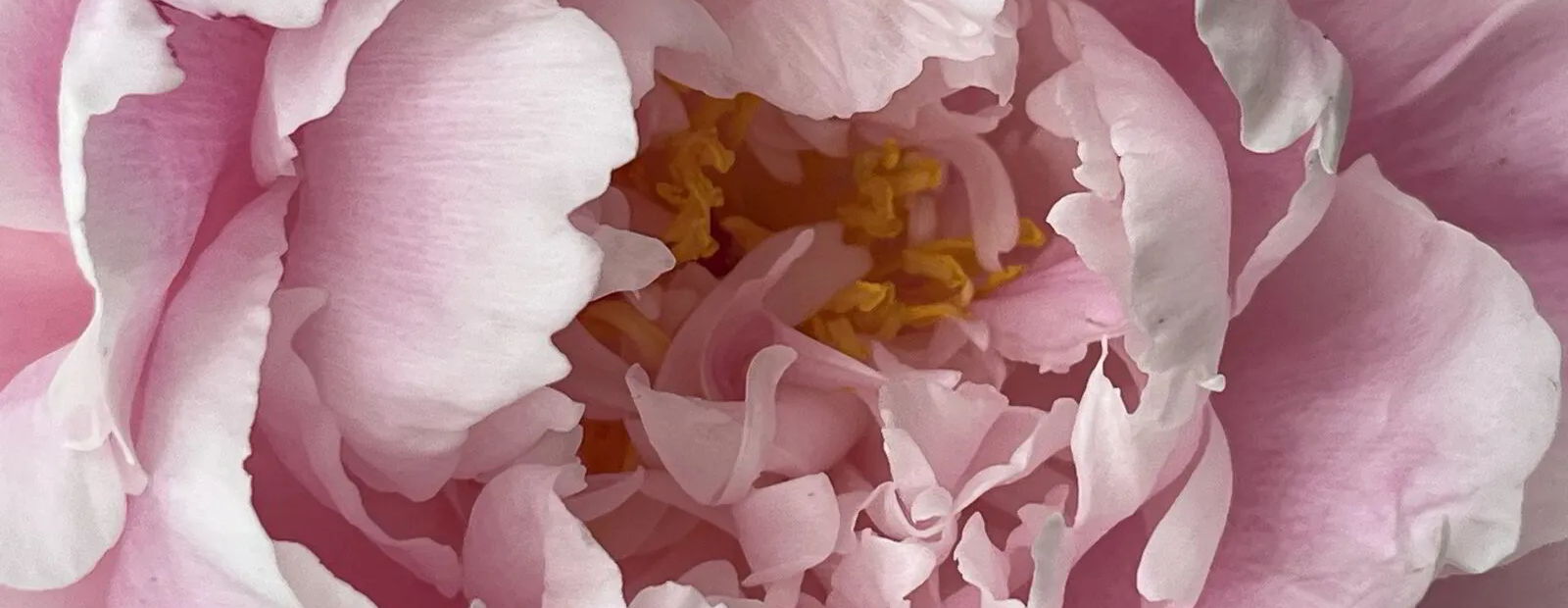 blossum blog header
