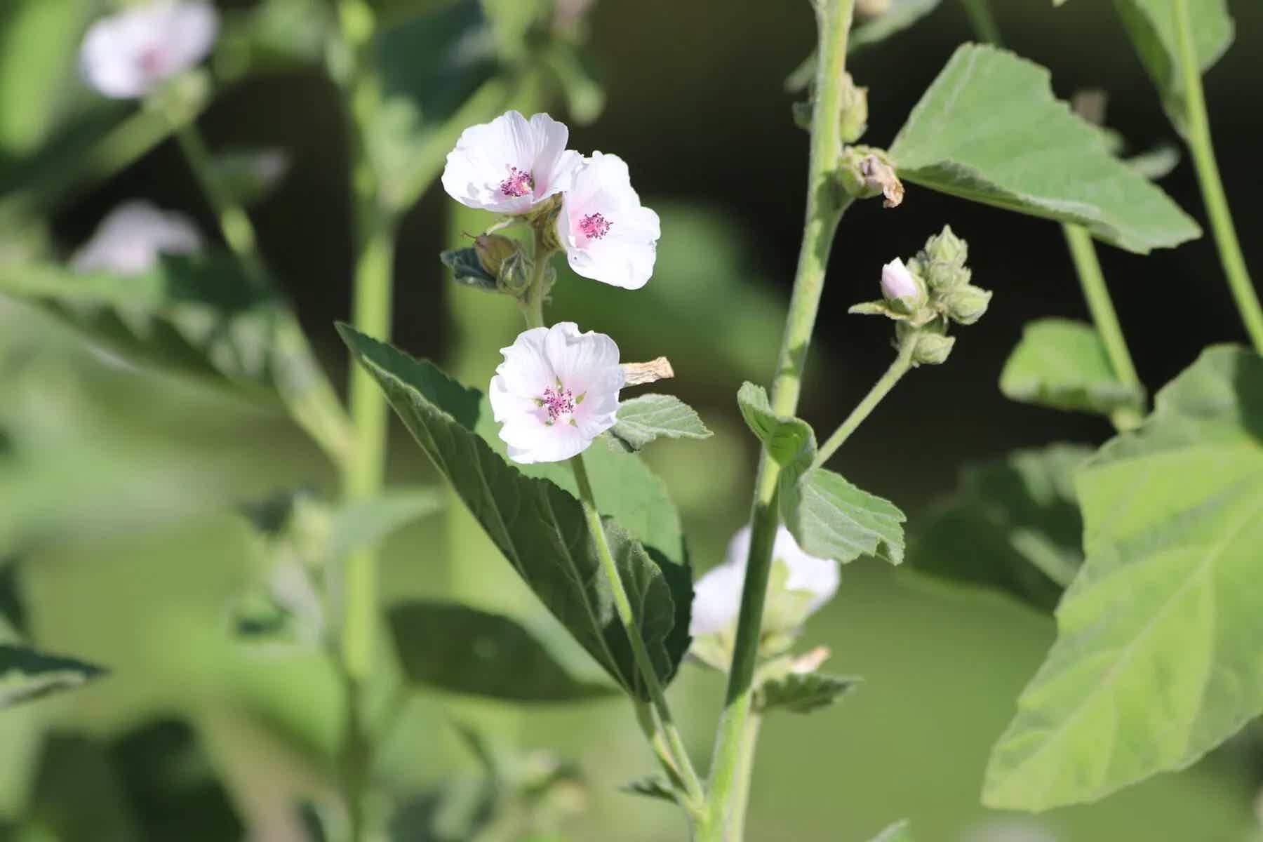 Is marshmallow (Althea off.) good for treating acid reflux?