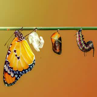 Monarch butterfly chrysalis stages on a thin green branch, with a chrysalid and a caterpillar against a warm orange-brown bac