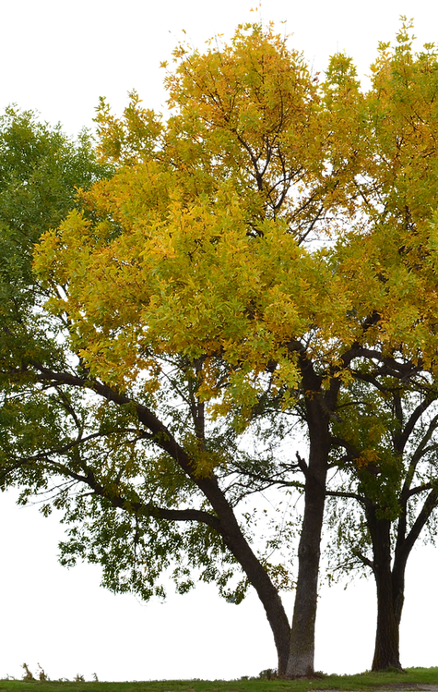 Two large trees in a park, one with vibrant yellow autumn leaves and the other with green leaves, against an overcast sky.
