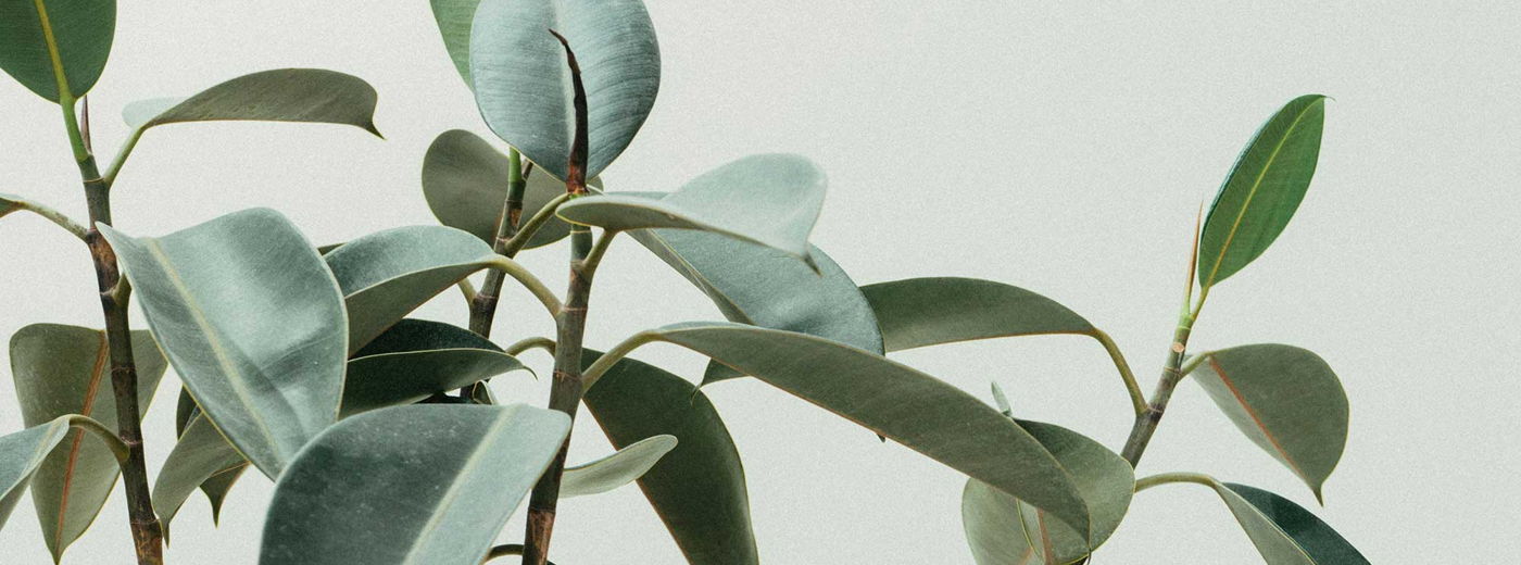 pexels scottwebb 213727