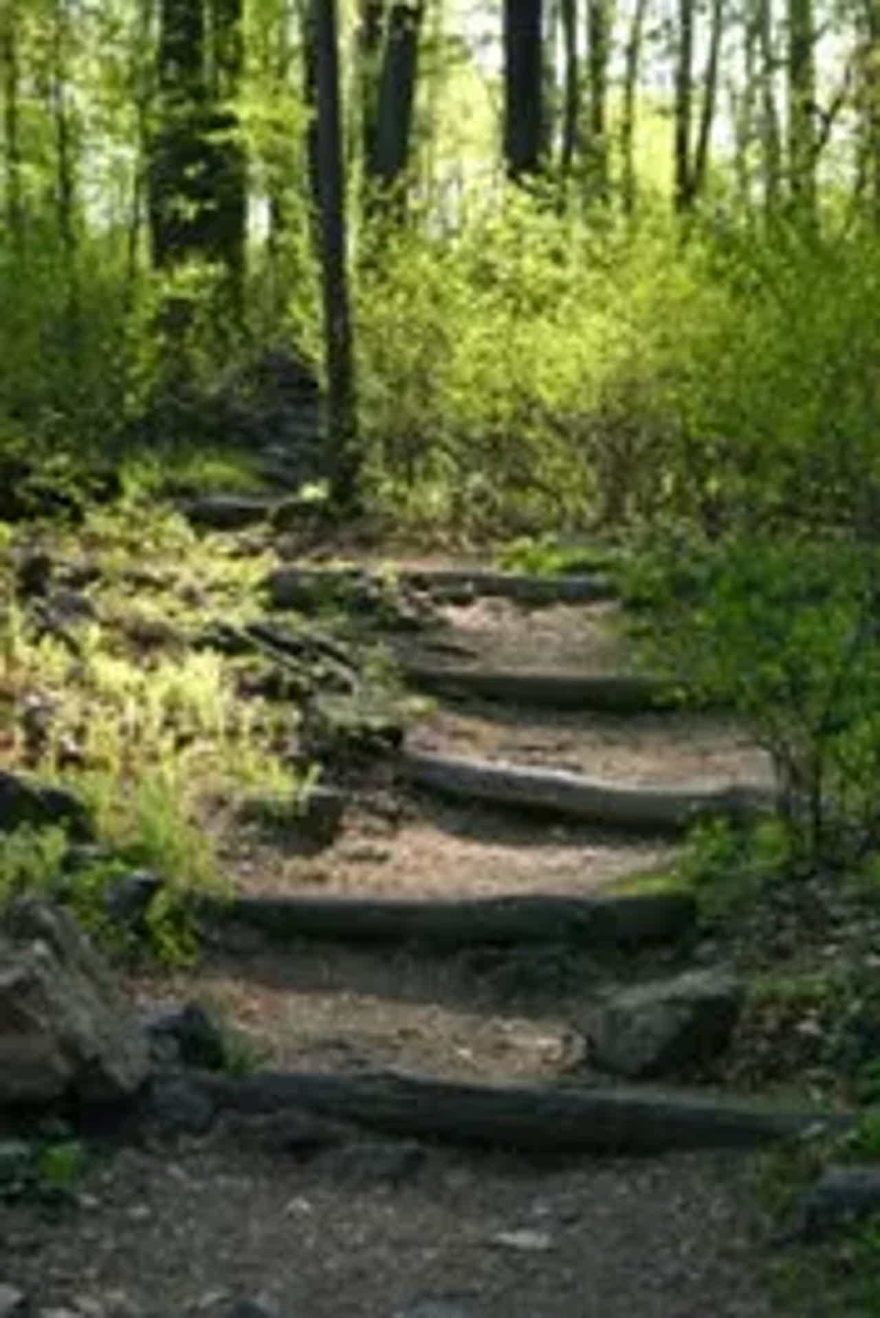 Earthen steps meander through a lush, sun-dappled forest.
