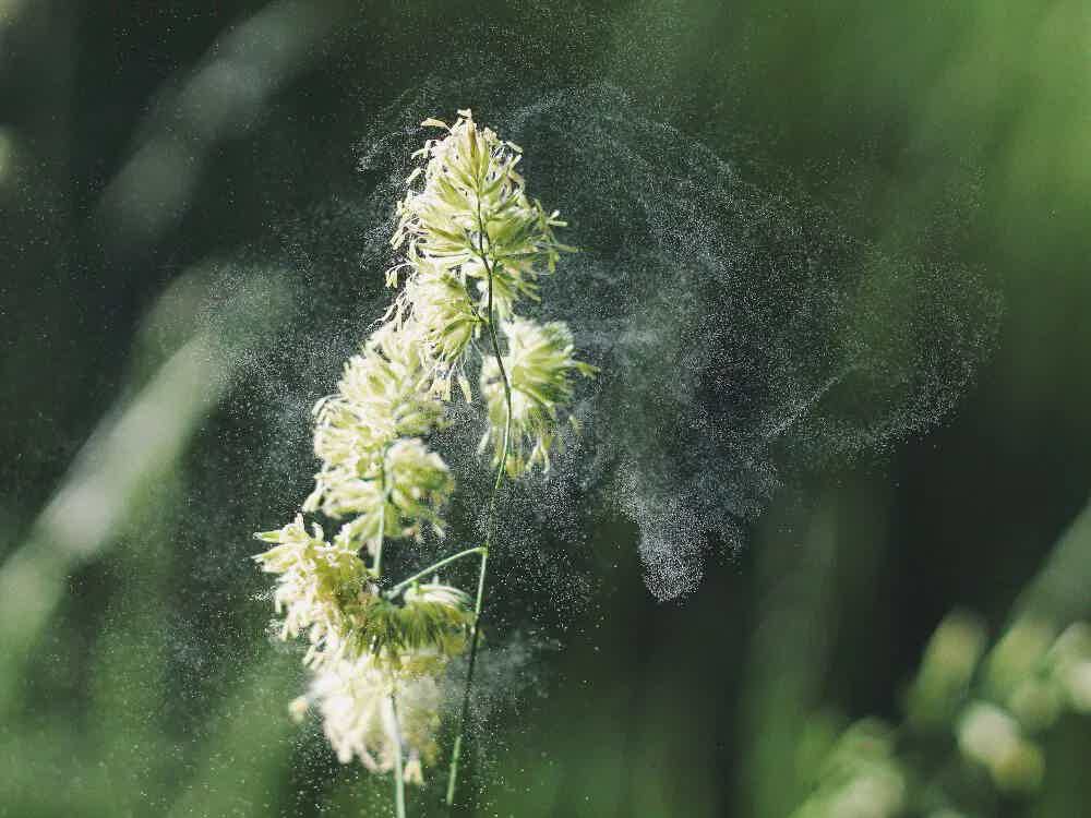 SLIT: A Simple and Effective Treatment for Hay Fever | Clementine
