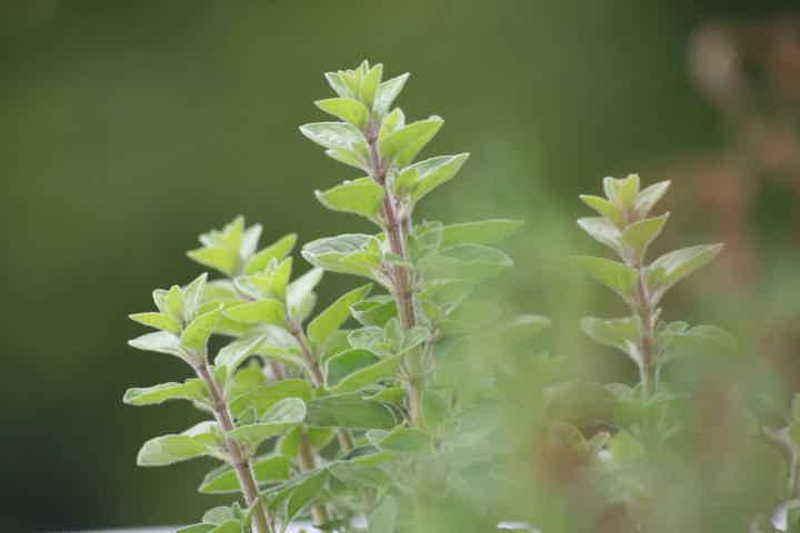 Chimichurri