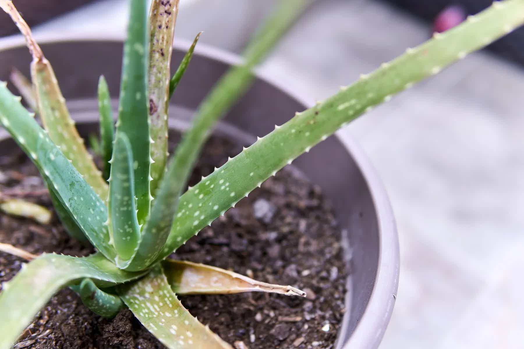 Is aloe vera gel good for acid reflux?