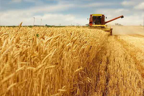 Glyphosate and Gut Health: What the Research Really Says