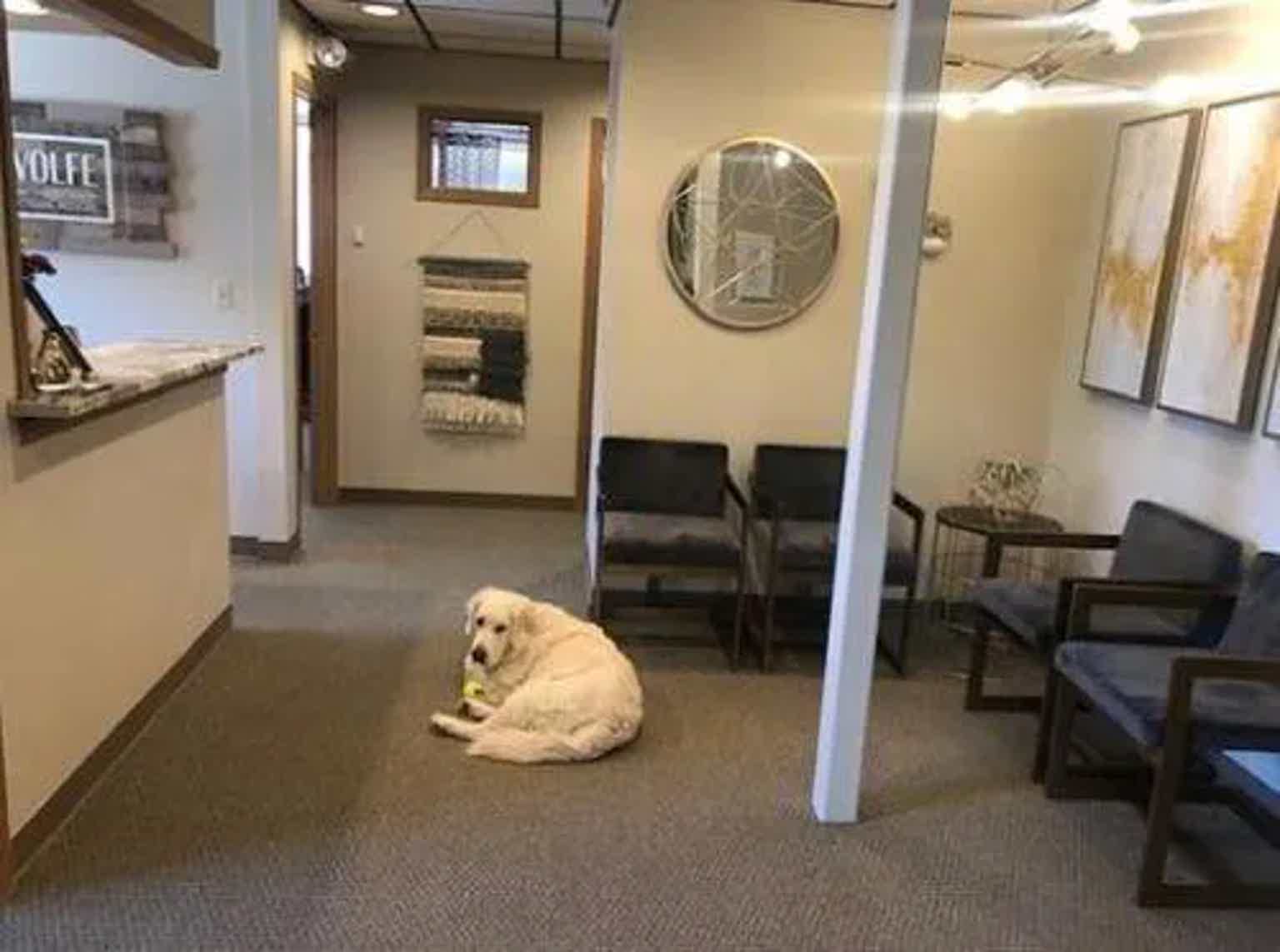 Yellow labrador lying on office floor near chairs and framed wall art down a hallway.