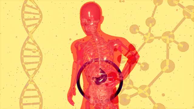 Is Your Digestion Normal? What the Research Actually Says