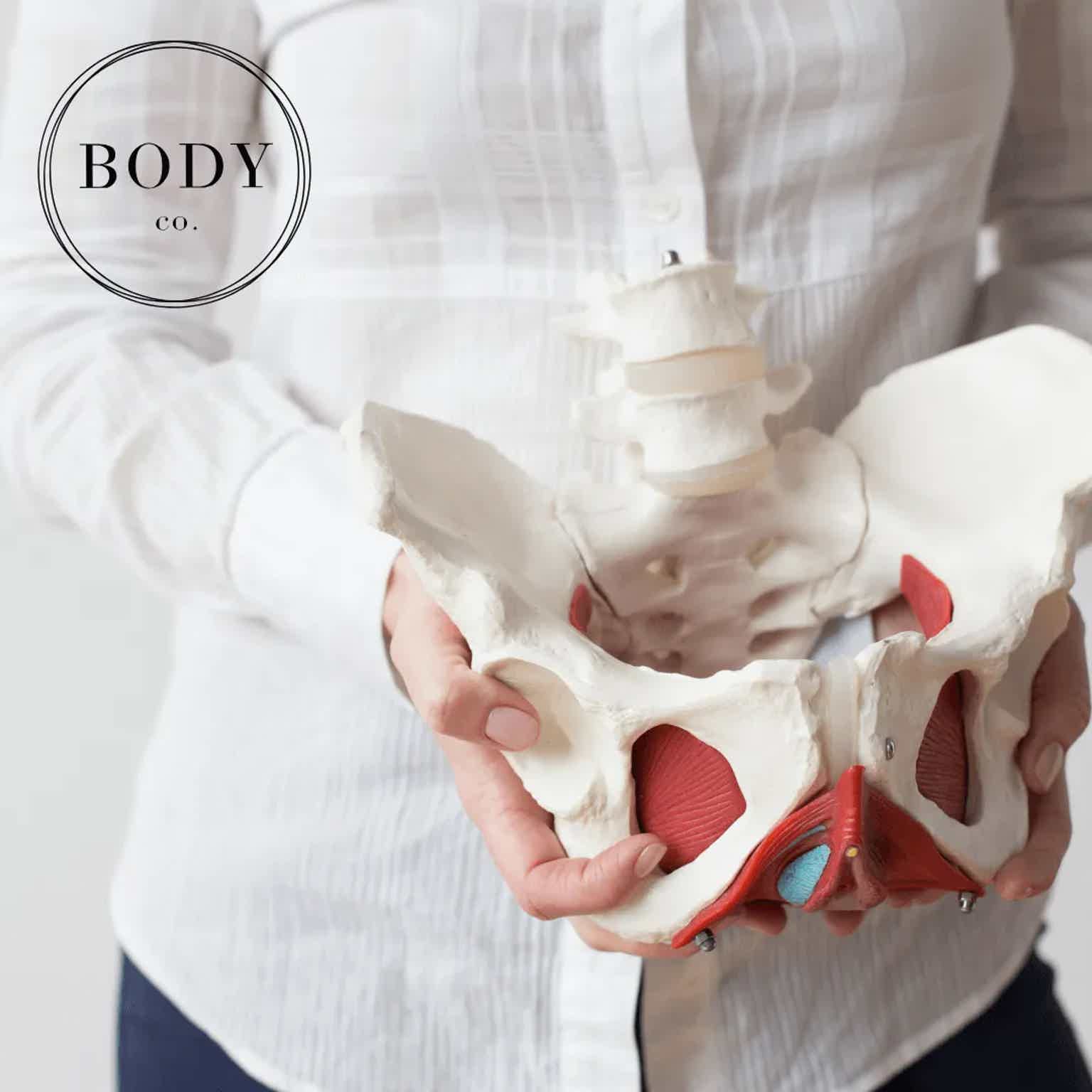 physiotherapist holding model of human hip bone and pelvic floor muscles