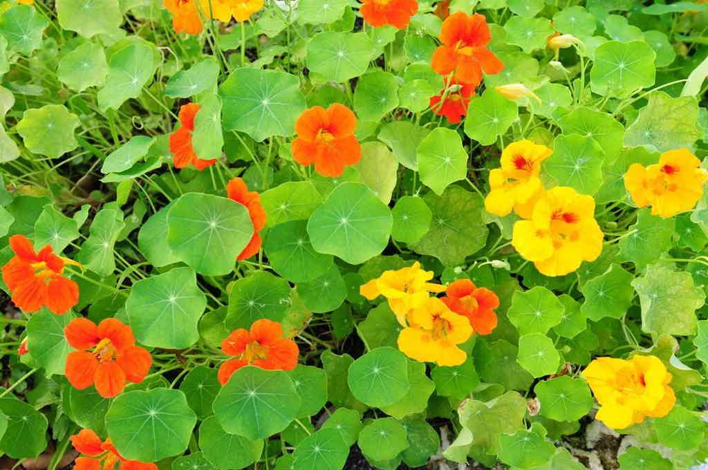 Vibrant orange and yellow nasturtium flowers with round green leaves.