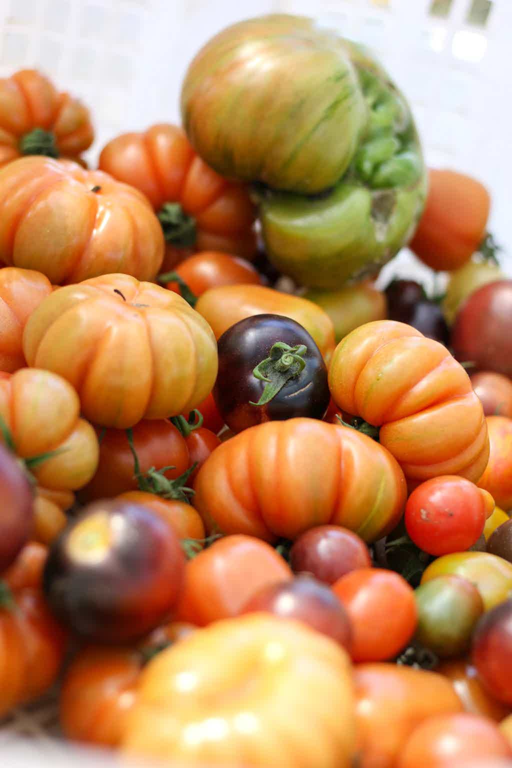 Assorted colorful heirloom tomatoes piled together, orange, green, and purple varieties.