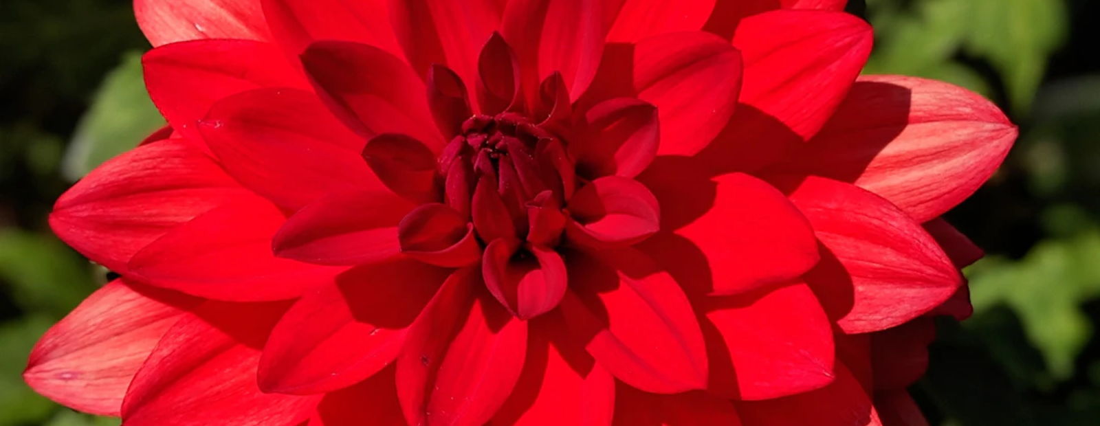 blossum blog header