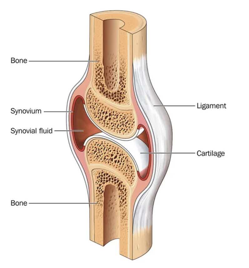 Cross-section of a synovial joint showing bone, cartilage, synovium, synovial fluid, and ligament.