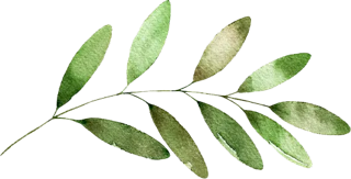 Watercolor green leaves on a twig, five elongated leaflets with visible veins and stems.