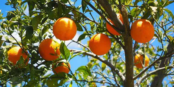 Vitamin C, Vitamin E, and Protecting Your Brain as You Age
