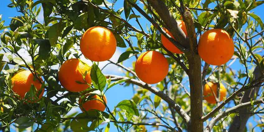 Vitamin C, Vitamin E, and Protecting Your Brain as You Age